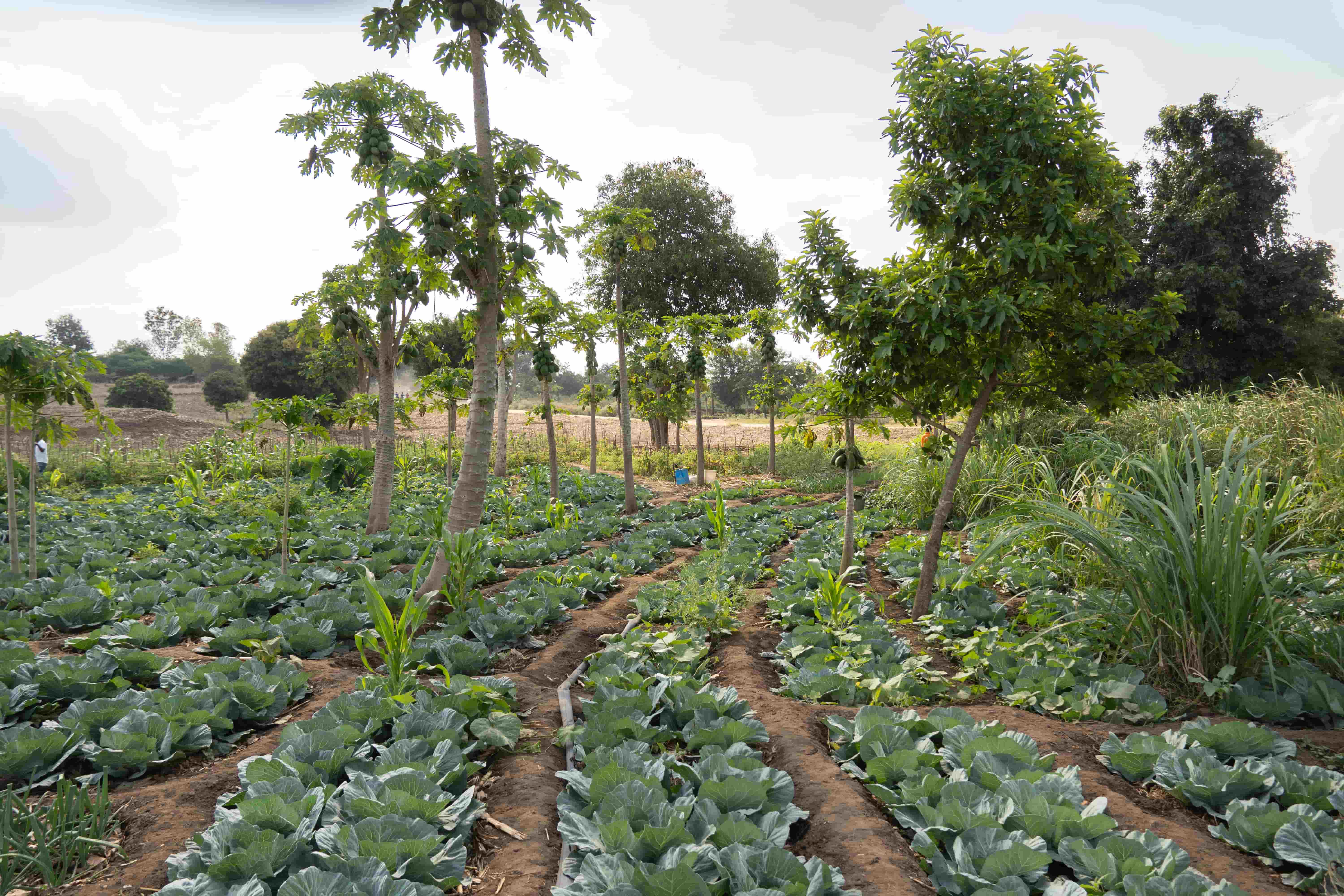 A cultivated field in Malawi featuring trees and other plants.