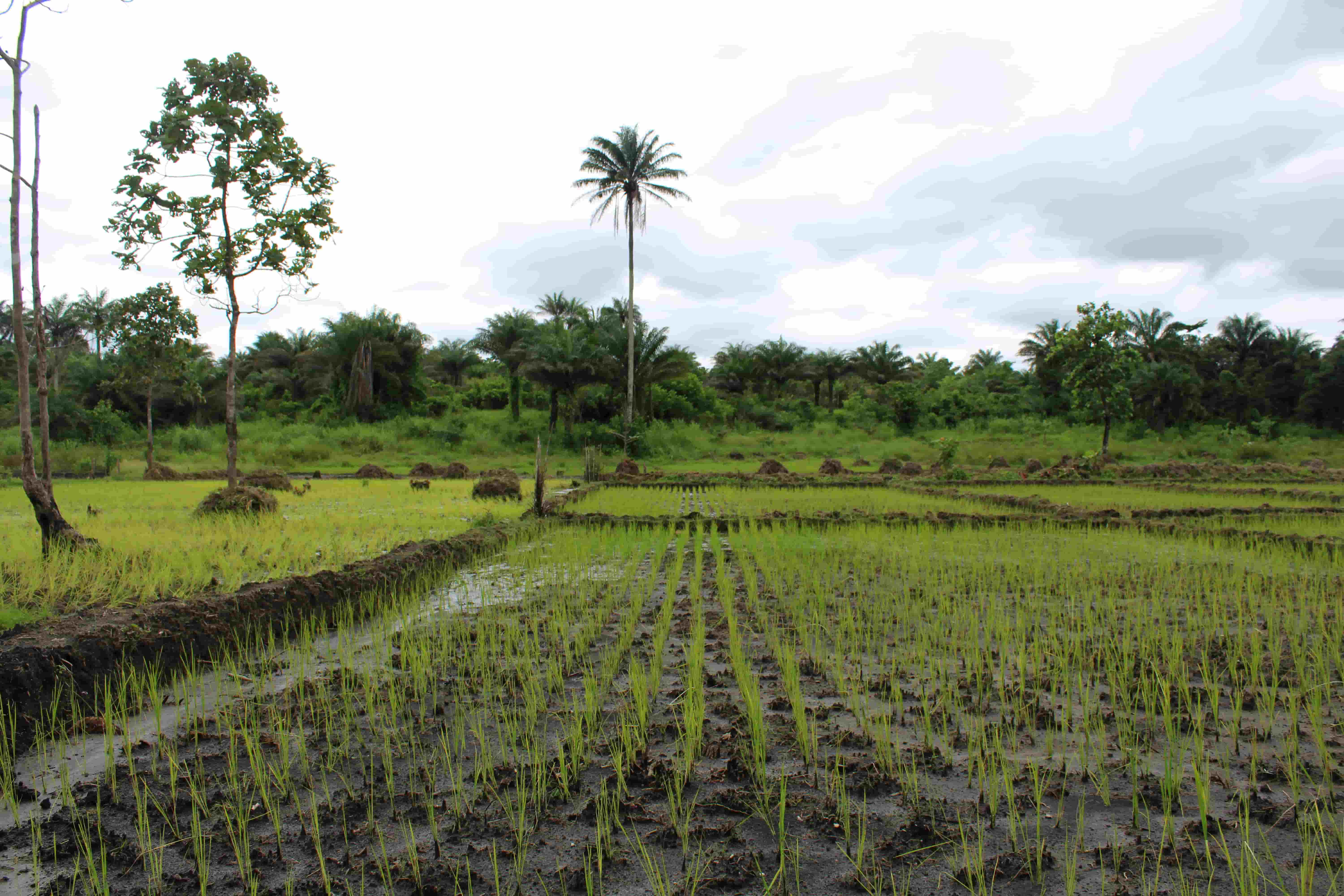 A cultivated field with trees int he background.