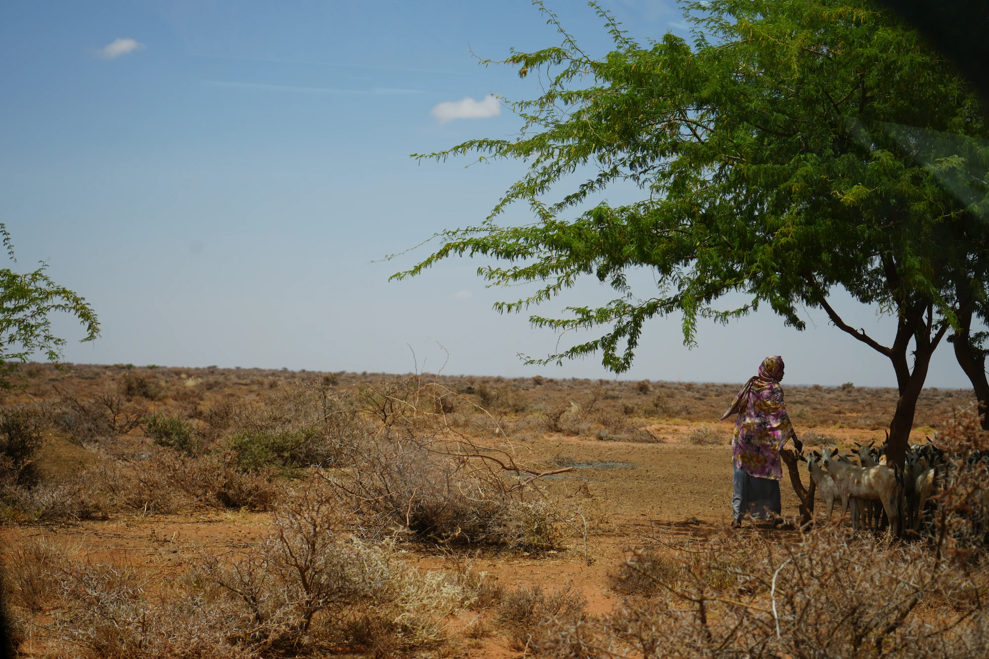 A woman tending to goats.